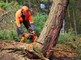 How Our Tree Care Process Works  in Pittsfield, IL